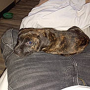 Cardi joined the competition — help win amazing prizes! animal, blanket, brindle, canine, casual, comfort, cute, dog, domestic, floor, indoor, jeans, lap, looking, pet, puppy, relaxed, resting, wooden_floor, young_dog