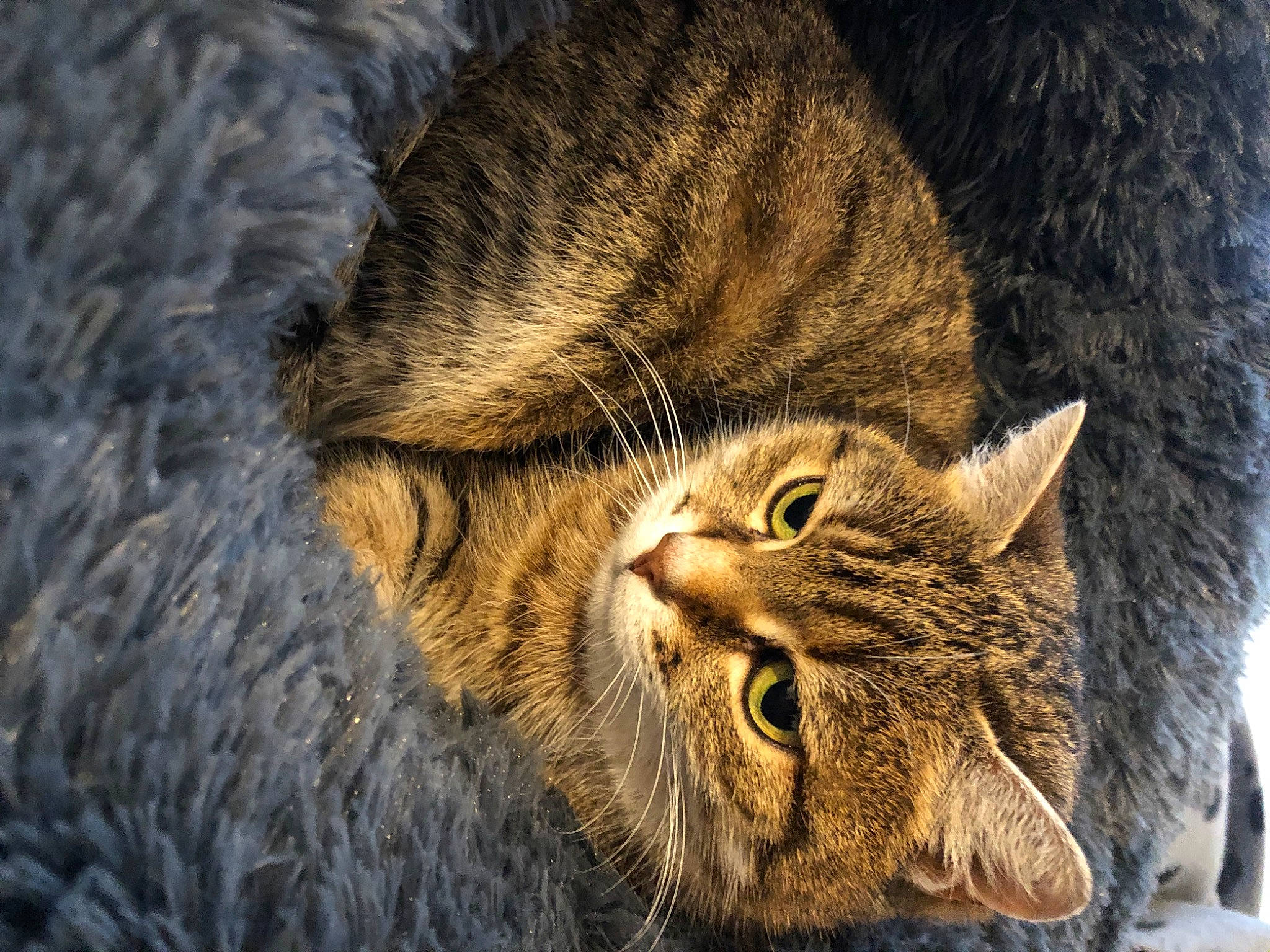 Clochette participe au concours pour gagner de l'argent avec cette photo : carnivore, cat, close_up, domestic_short_haired_cat, eye, felidae, fur, grass, head, paw, small_to_medium_sized_cats, snout, terrestrial_animal, tree, whiskers, wildlife, wood