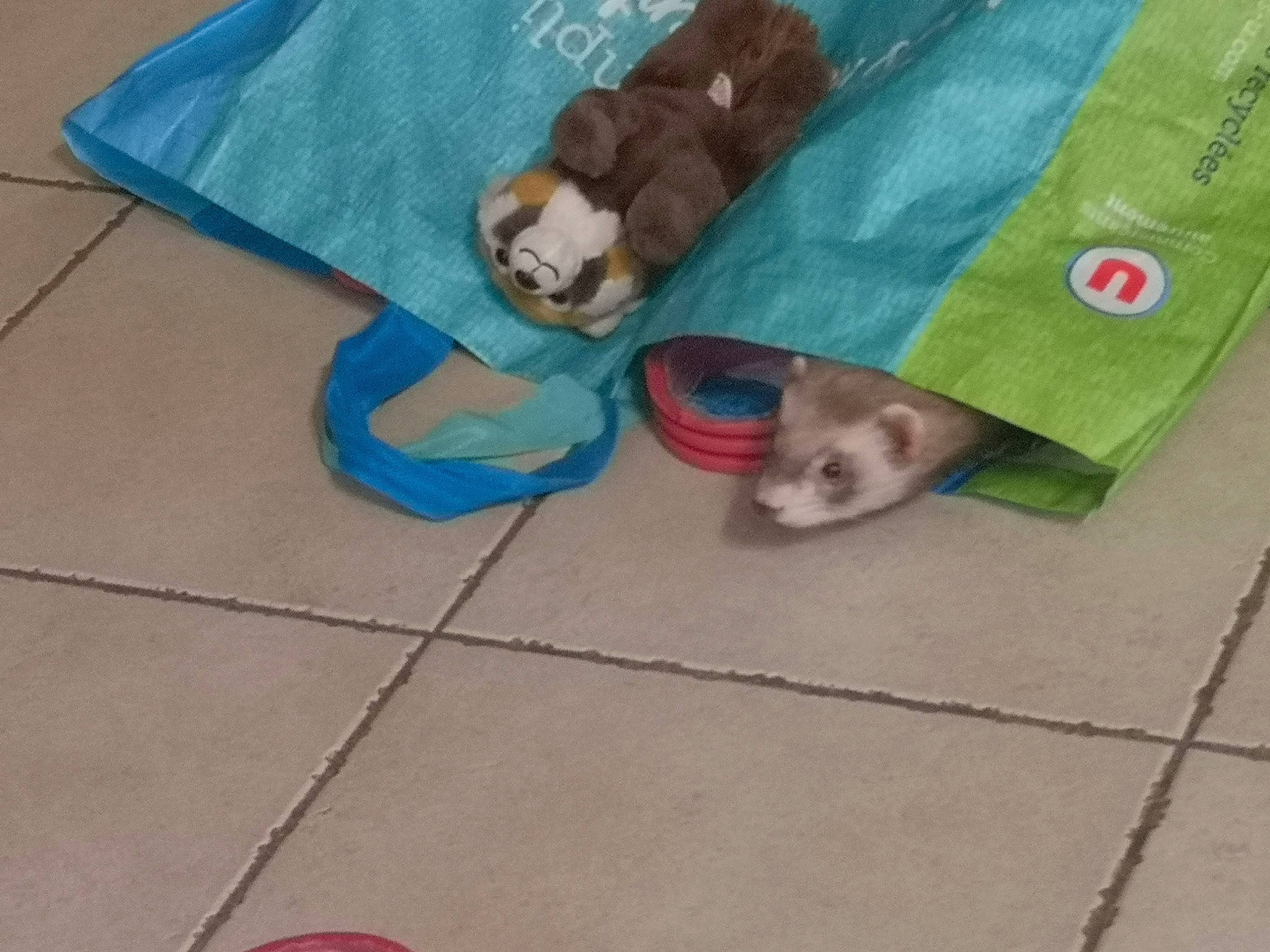 Appello participe au concours pour gagner de l'argent avec cette photo : canidae, carnivore, dog_breed, ferret, flooring, mustelidae, play, shih_tzu, sporting_group, toy_dog