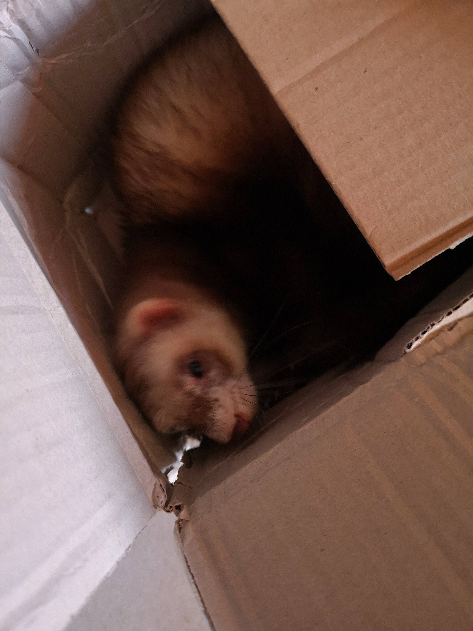 Appello a rejoint le concours — aidez-le/la à gagner de superbes lots ! fawn, ferret, mustelidae, snout