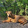 Chole is registered to the contest to win money with this photo: dog, brown_dog, forest, outdoor, nature, sunlight, relaxed, animal, canine, greenery, bushes, ground, twigs, wildlife, pet, mammal, laying_down, alert, daylight, scenery