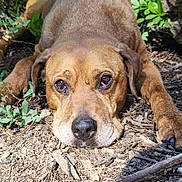 Chole is registered to the contest to win money with this photo: dog, brown_dog, lying_down, close_up, outdoor, nature, dirt, sticks, greenery, sunlight, animal, pet, canine, face, ears, nose, paws, ground, relaxed, expression