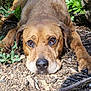 dog, brown_dog, lying_down, close_up, outdoor, nature, dirt, sticks, greenery, sunlight, animal, pet, canine, face, ears, nose, paws, ground, relaxed, expression