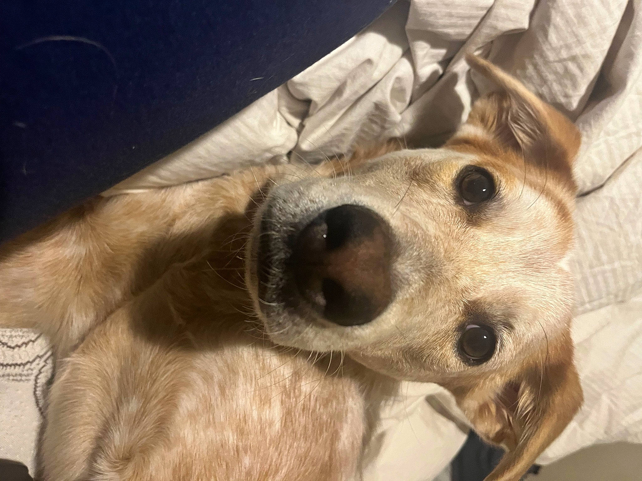 Caramel is registered to the contest to win money with this photo: canidae, carnivore, collar, comfort, companion_dog, dog, dog_breed, dog_collar, dog_supply, ear, fawn, fur, metal, non_sporting_group, paw, pet_supply, selfie, sporting_group, whiskers, working_animal