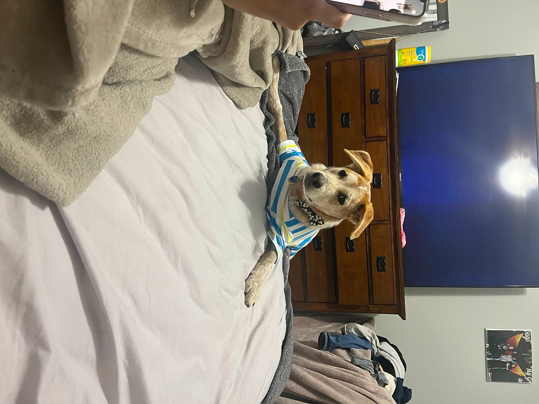 Caramel joined the competition — help win amazing prizes! canidae, carnivore, comfort, companion_dog, couch, dog, dog_breed, dog_supply, fawn, fur, machine, non_sporting_group, personal_protective_equipment, pet_supply, sleeve, snout, sporting_group, toy_dog, working_animal, wrist