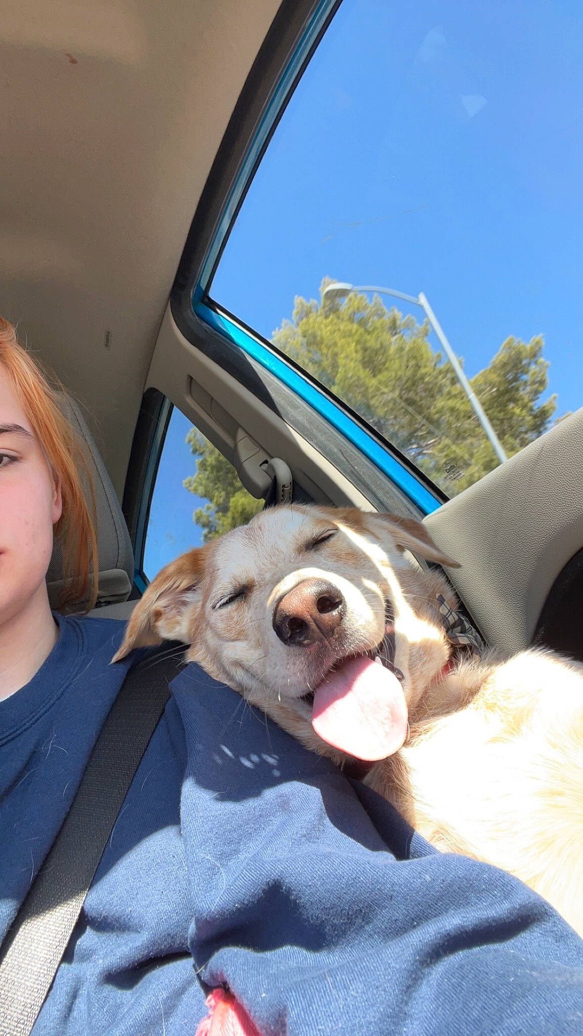 Caramel is registered to the contest to win money with this photo: auto_part, carnivore, companion_dog, dog, dog_breed, eyewear, family_car, fawn, fun, head, leisure, mammal, sky, snout, sporting_group, tree, vehicle_door, vertebrate, whiskers, window