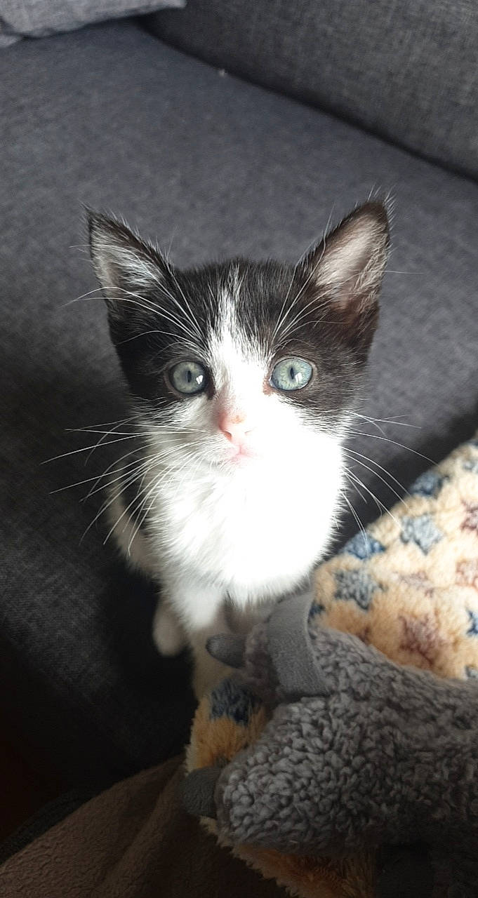 Baya a rejoint le concours — aidez-le/la à gagner de superbes lots ! carnivore, cat, darkness, domestic_short_haired_cat, felidae, fur, paw, small_to_medium_sized_cats, snout, tail, whiskers