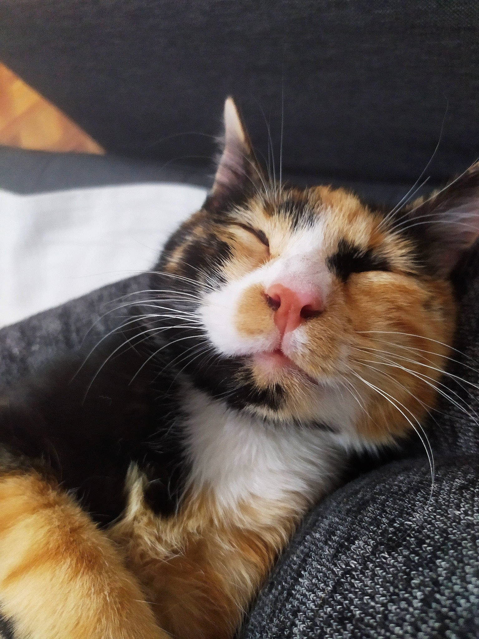 Milly participe au concours pour gagner de l'argent avec cette photo : carnivore, cat, claw, comfort, domestic_short_haired_cat, ear, eye, fawn, felidae, fur, head, nap, paw, sleep, small_to_medium_sized_cats, snout, tail, terrestrial_animal, whiskers