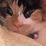 Mouse is registered to the contest to win money with this photo: animal, bell, blanket, calico, cat, close_up, collar, comfort, cozy, cute, domestic, eyes, face, fur, indoor, nose, pet, resting, soft, whiskers