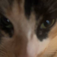 Mouse joined the competition — help win amazing prizes! animal, blurred, cat, close_range, close_up, cozy, cute, domestic_animal, eyes, face, feline, fur, indoor, mammal, nose, pet, portrait, soft_light, warm, whiskers