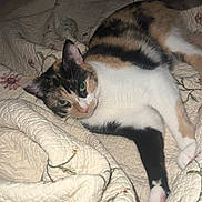 Mouse is registered to the contest to win money with this photo: cat, calico, quilt, bed, indoor, relaxed, feline, pet, animal, white, black, orange, floral, texture, cozy, resting, paw, blanket, cute, sleepy