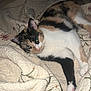 cat, calico, quilt, bed, indoor, relaxed, feline, pet, animal, white, black, orange, floral, texture, cozy, resting, paw, blanket, cute, sleepy