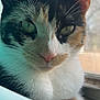 cat, calico, close_up, green_eyes, whiskers, fur, window, natural_light, pet, animal, indoor, cute, face, ears, nose, feline, portrait, mammal, calm, soft