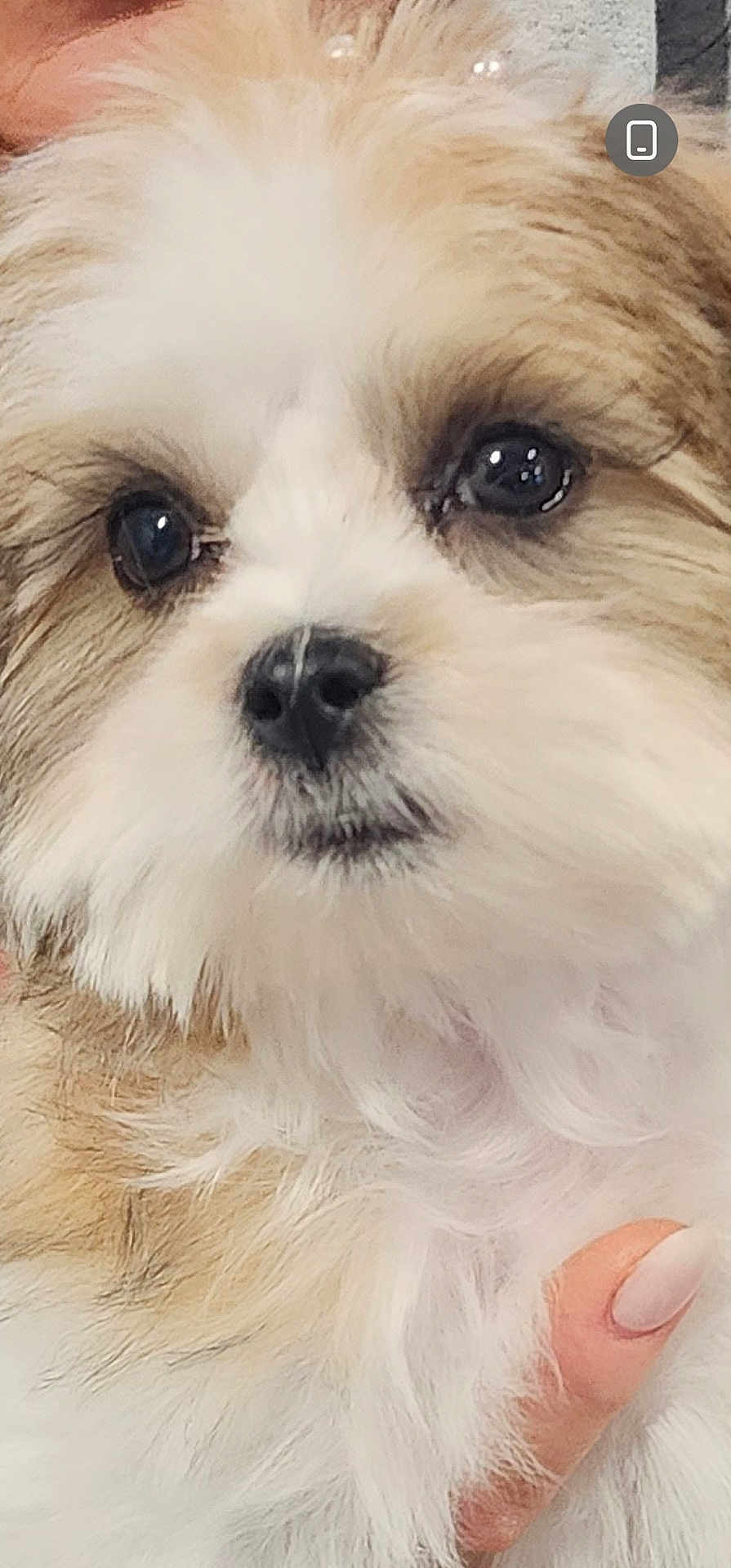 Boo joined the competition — help win amazing prizes! puppy, dog, close_up, fluffy, cute, pet, animal, fur, face, nose, eyes, portrait, hand, manicure, white_fur, brown_fur, soft, adorable, companion, domestic_animal