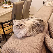 Luna a rejoint le concours — aidez-le/la à gagner de superbes lots ! cat, fluffy_cat, indoor, couch, quilted_fabric, pillow, dining_table, chair, plant, home_interior, furniture, pet, relaxed, animal, domestic, cozy, two_animals, living_room, feline, seated