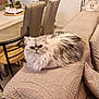 cat, fluffy_cat, indoor, couch, quilted_fabric, pillow, dining_table, chair, plant, home_interior, furniture, pet, relaxed, animal, domestic, cozy, two_animals, living_room, feline, seated