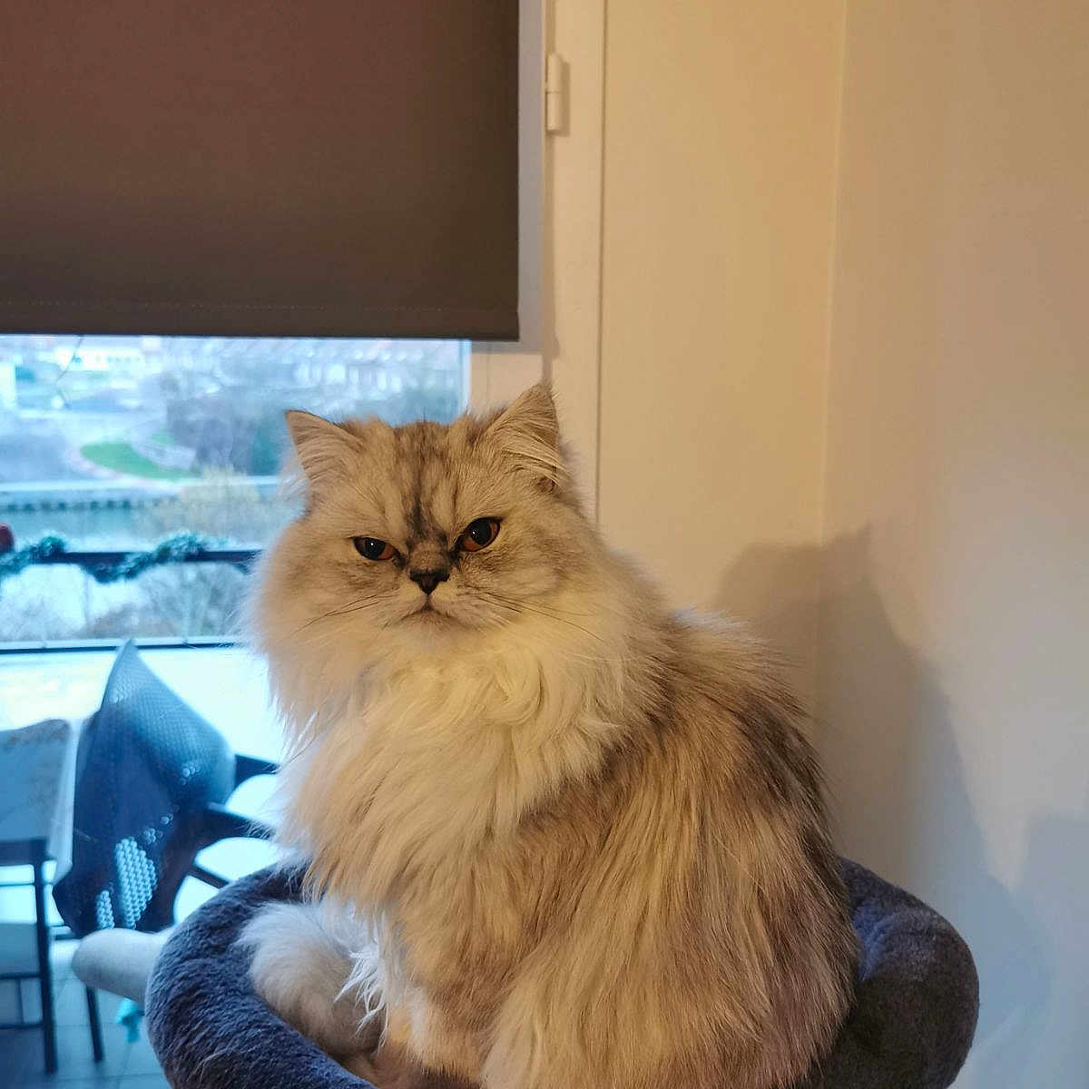 Luna a rejoint le concours — aidez-le/la à gagner de superbes lots ! animal, beige, blind, cat, cat_tree, cozy, cute, domestic_cat, feline, fluffy, furniture, gray, home_interior, indoor, long_hair, pet, portrait, serious_expression, sitting, window