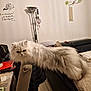 cat, fluffy, long_hair, indoor, chair, living_room, furniture, couch, lamp, blanket, table, houseplant, decor, cozy, pet, animal, relaxed, curious, home, feline