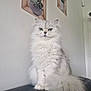 cat, fluffy, white_cat, gray_cat, indoor, succulent_pictures, wall_art, furniture, pet, animal, sitting, calm, portrait, domestic_cat, long_hair, tail, green_eyes, houseplant, cozy, relaxed