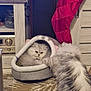 cat, feline, pet, fluffy, indoor, cat_bed, carpet, furniture, stocking, holiday, home, cozy, paw, gray, white, tabby, cute, animal, domestic, curious