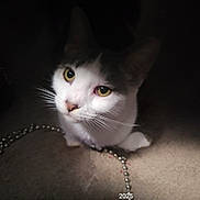 Mystic joined the competition — help win amazing prizes! cat, pet, animal, yellow_eyes, white_fur, gray_fur, whiskers, carpet, beaded_chain, indoor, close_up, curious, shadow, light, playful, domestic_cat, feline, cute, portrait, soft_light