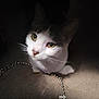 cat, pet, animal, yellow_eyes, white_fur, gray_fur, whiskers, carpet, beaded_chain, indoor, close_up, curious, shadow, light, playful, domestic_cat, feline, cute, portrait, soft_light
