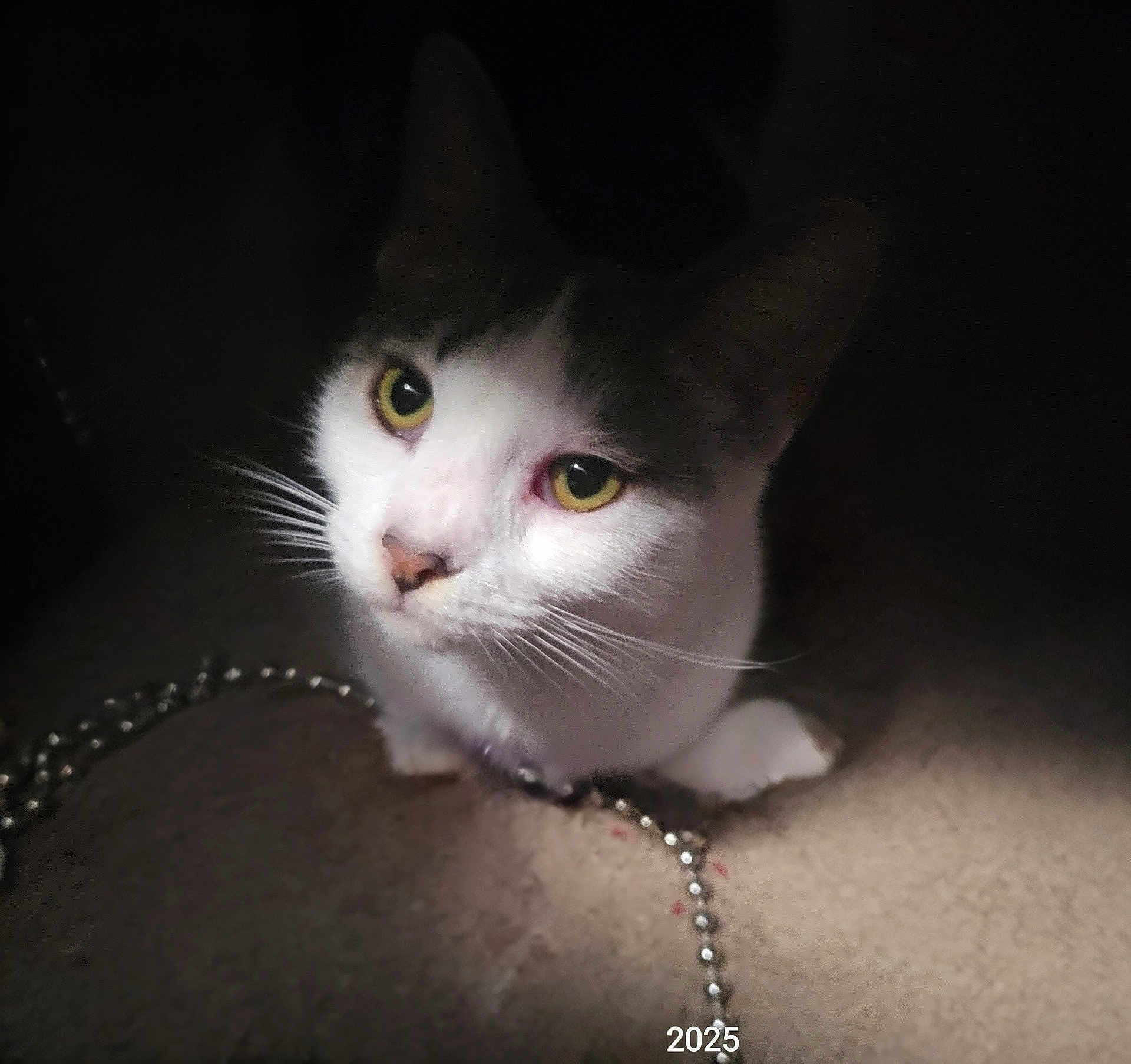 Mystic joined the competition — help win amazing prizes! cat, pet, animal, yellow_eyes, white_fur, gray_fur, whiskers, carpet, beaded_chain, indoor, close_up, curious, shadow, light, playful, domestic_cat, feline, cute, portrait, soft_light