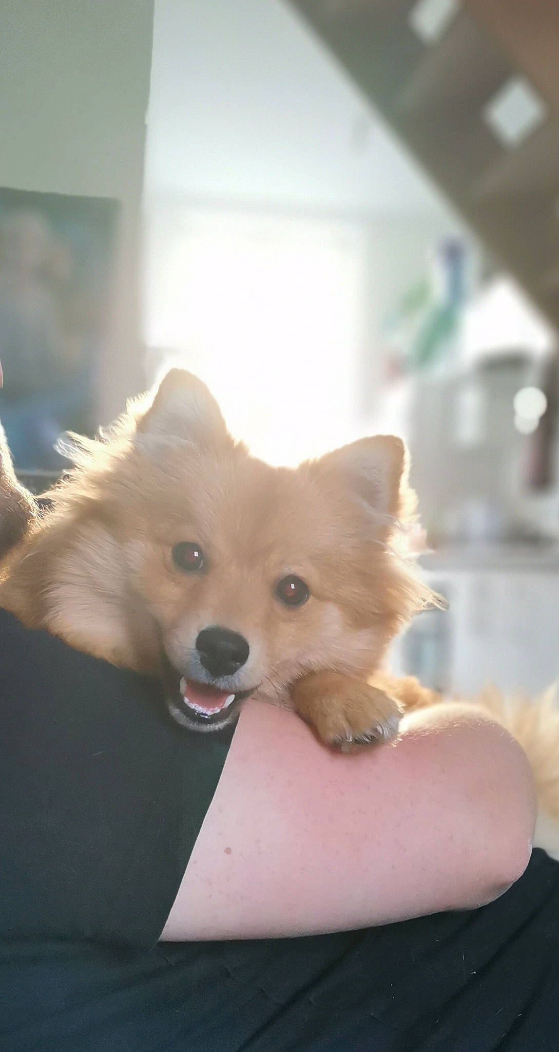 Tokyo a rejoint le concours — aidez-le/la à gagner de superbes lots ! ball, canidae, canis, carnivore, companion_dog, dog, dog_breed, fawn, fur, german_spitz, german_spitz_klein, german_spitz_mittel, indian_spitz, puppy, spitz, sporting_group, toy_dog, volpino_italiano, whiskers, working_animal