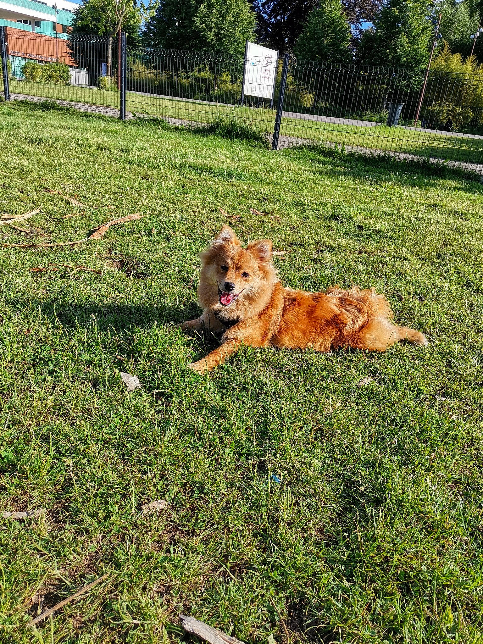 Tokyo participe au concours pour gagner de l'argent avec cette photo : canidae, carnivore, companion_dog, dog, dog_breed, fawn, garden, grass, grass_family, grassland, groundcover, landscape, lawn, meadow, pasture, plant, sporting_group, tail, tree, working_animal
