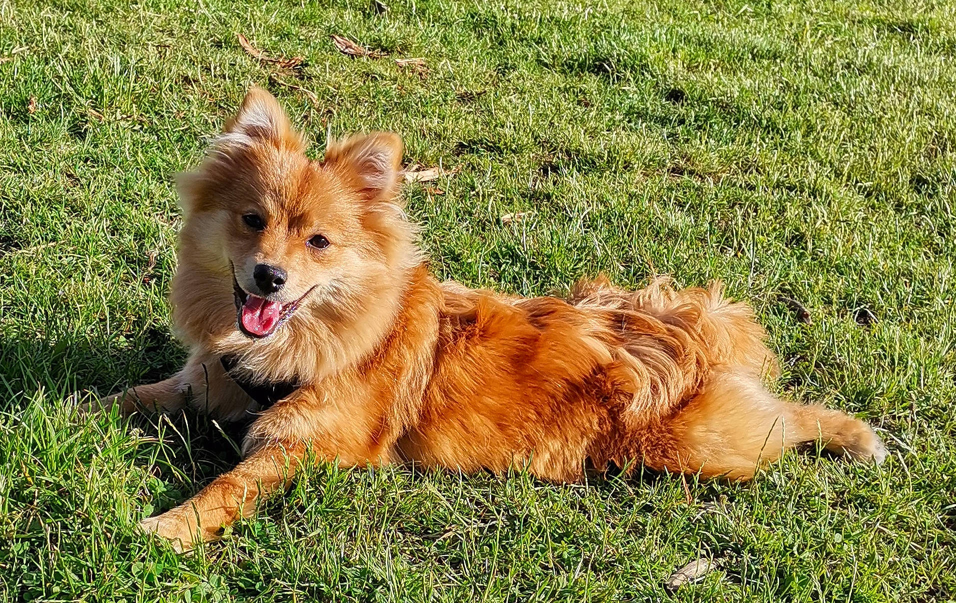 Tokyo participe au concours pour gagner de l'argent avec cette photo : ancient_dog_breeds, canidae, carnivore, clock, companion_dog, dog, dog_breed, fawn, fur, german_spitz, grass, herding_dog, liver, puppy, retriever, sporting_group, tail, terrestrial_animal, working_animal, working_dog