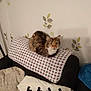 cat, tabby, green_eyes, blanket, polka_dot, couch, indoor, home, decor, wall_art, furniture, pet, cozy, resting, fur, animal, domestic_cat, cute, soft, relaxed