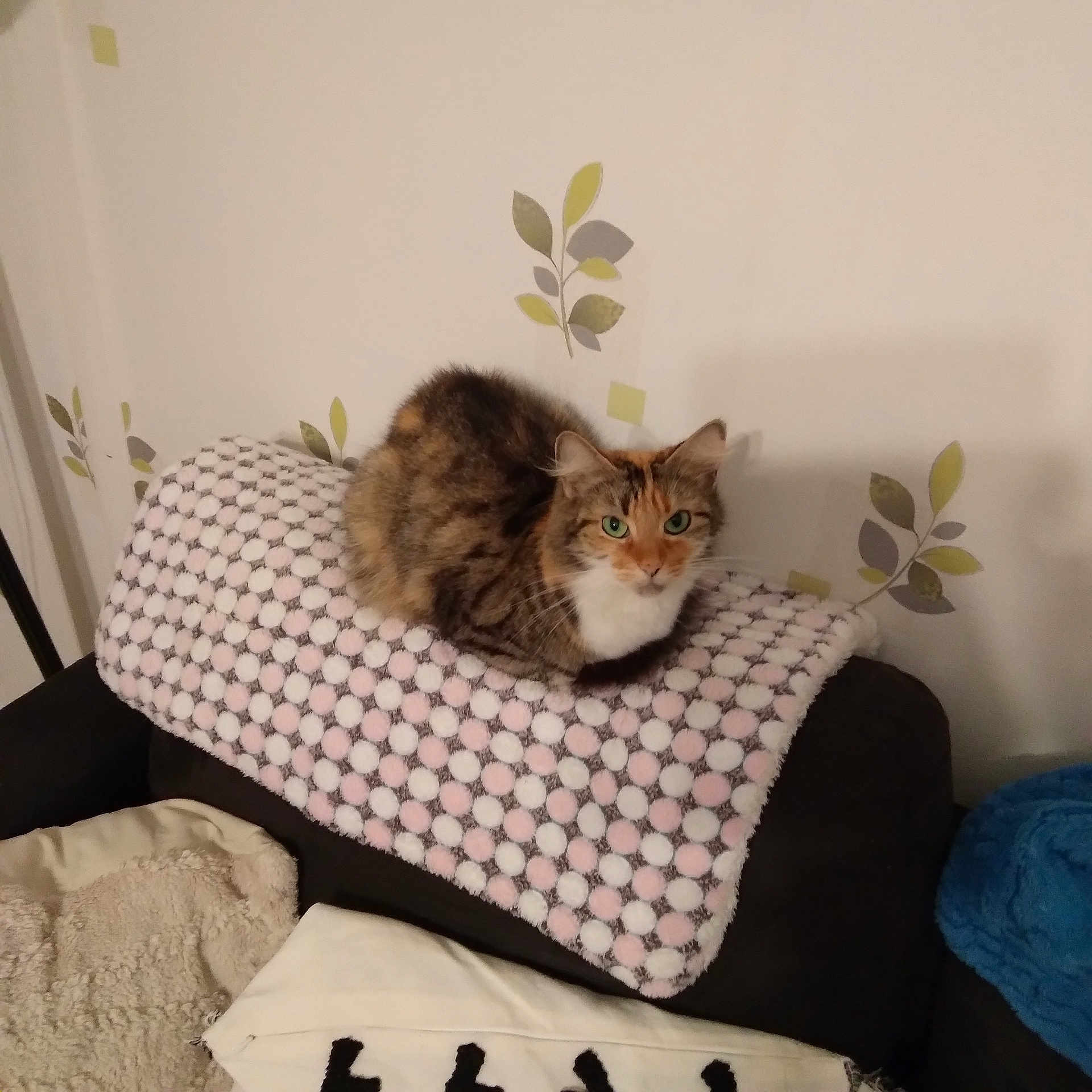 Princesse participe au concours pour gagner de l'argent avec cette photo : animal, blanket, cat, couch, cozy, cute, decor, domestic_cat, fur, furniture, green_eyes, home, indoor, pet, polka_dot, relaxed, resting, soft, tabby, wall_art