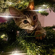 Abby joined the competition — help win amazing prizes! kitten, cat, christmas_tree, pine_needles, holiday_lights, indoor, pet, animal, curious, close_up, whiskers, paws, greenery, festive, cute, young, feline, soft_light, nature, holiday