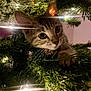 kitten, cat, christmas_tree, pine_needles, holiday_lights, indoor, pet, animal, curious, close_up, whiskers, paws, greenery, festive, cute, young, feline, soft_light, nature, holiday