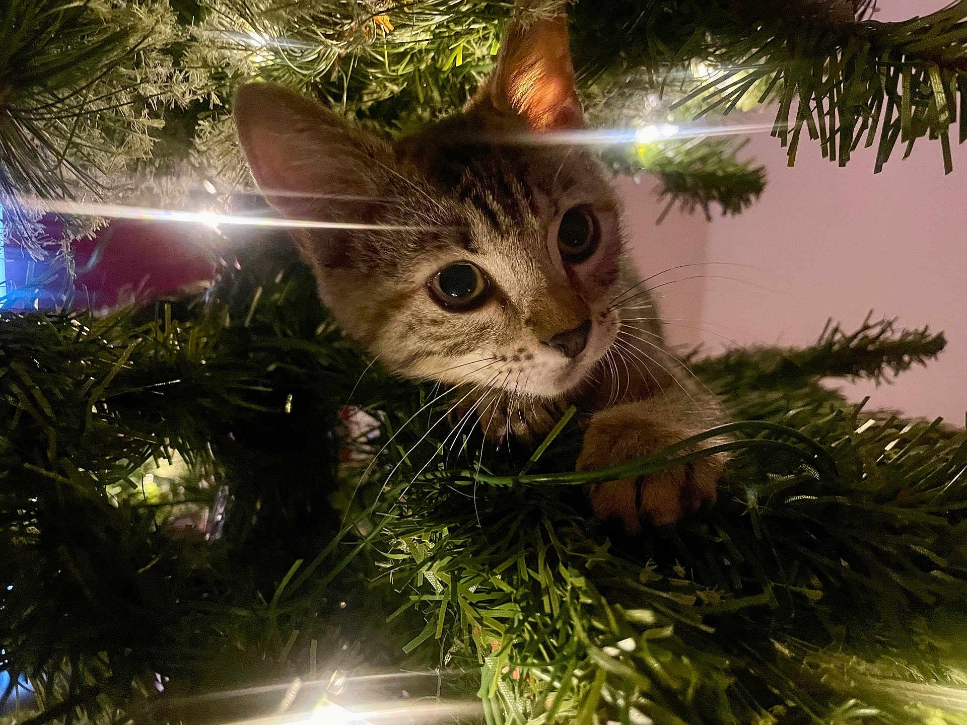 Abby joined the competition — help win amazing prizes! kitten, cat, christmas_tree, pine_needles, holiday_lights, indoor, pet, animal, curious, close_up, whiskers, paws, greenery, festive, cute, young, feline, soft_light, nature, holiday