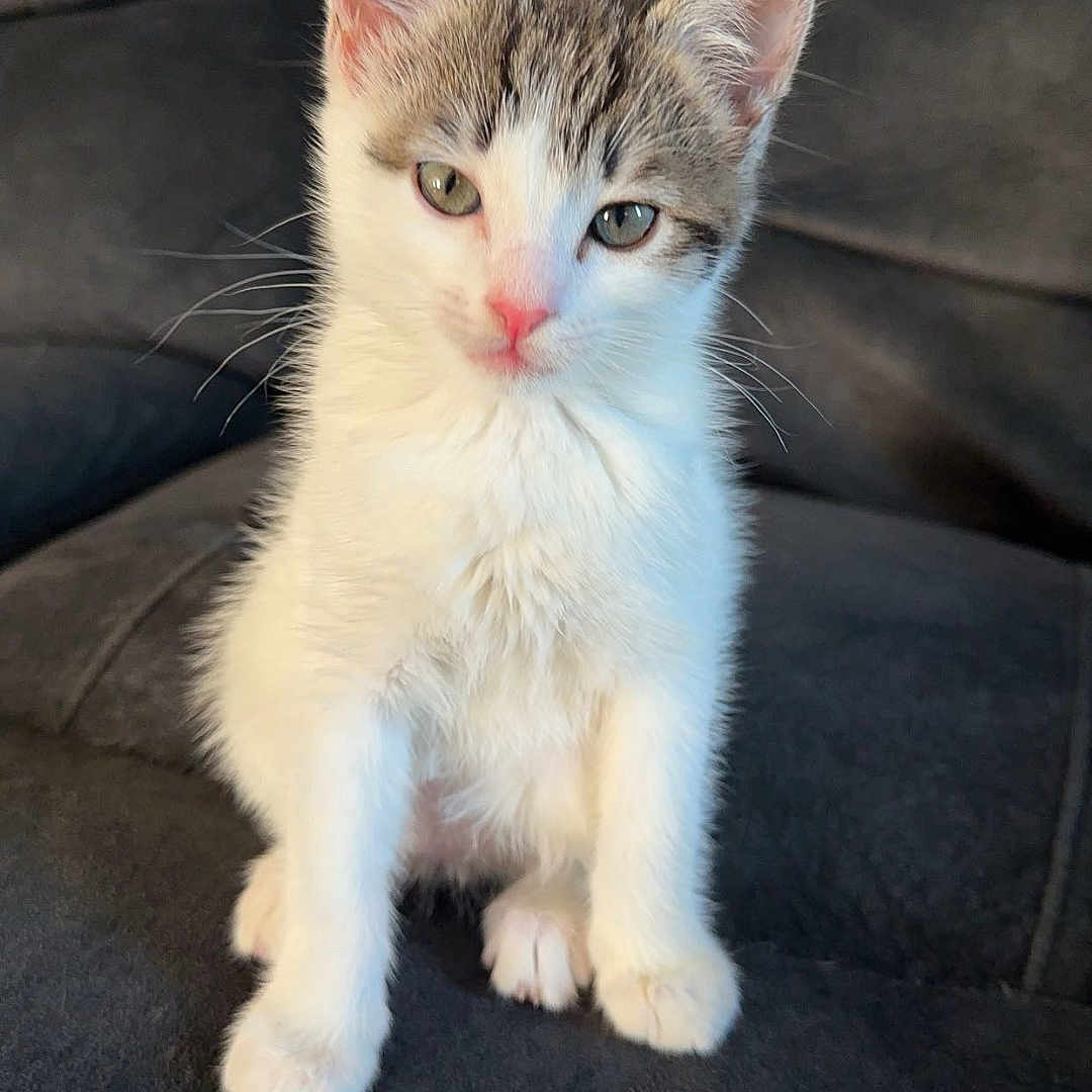 Stella joined the competition — help win amazing prizes! animal, cat, cushion, cute, domestic, ears, eyes, feline, fur, grey_fur, indoor, kitten, pet, pink_nose, sitting, small, soft_texture, whiskers, white_fur, young