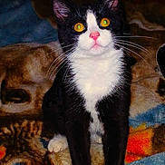 Charlie is registered to the contest to win money with this photo: abyssinian, animal, art, blackcat, bodypart, cat, couch, face, furniture, head, kitten, manx, mouth, painting, pattern, person, pet