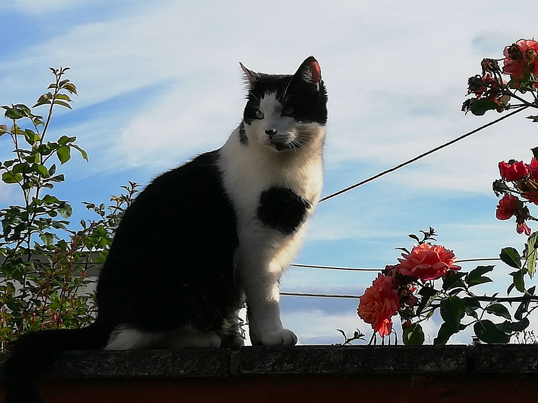 Moïse a rejoint le concours — aidez-le/la à gagner de superbes lots ! carmine, carnivore, cat, cloud, domestic_short_haired_cat, felidae, flower, formal_wear, fur, petal, plant, rose, sky, small_to_medium_sized_cats, snout, tail, tints_and_shades, tree, whiskers, window