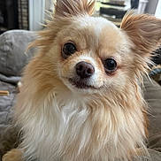 Reggie joined the competition — help win amazing prizes! dog, small_dog, fluffy, long_hair, pet, indoors, couch, fur, ears, face, nose, eyes, cute, animal, companion, domestic, living_room, cozy, portrait, curious