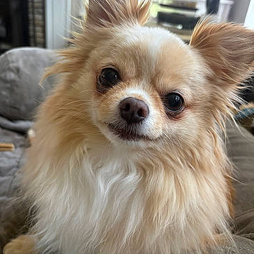 Reggie joined the competition — help win amazing prizes! dog, small_dog, fluffy, long_hair, pet, indoors, couch, fur, ears, face, nose, eyes, cute, animal, companion, domestic, living_room, cozy, portrait, curious