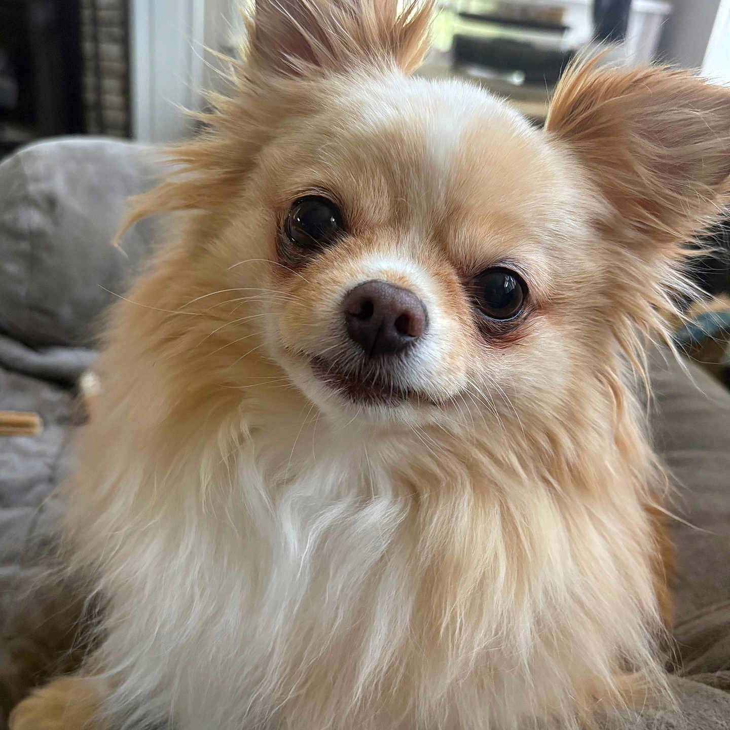 Reggie joined the competition — help win amazing prizes! dog, small_dog, fluffy, long_hair, pet, indoors, couch, fur, ears, face, nose, eyes, cute, animal, companion, domestic, living_room, cozy, portrait, curious