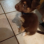 Rowdy is registered to the contest to win money with this photo: animal, blur, brown, collar, cute, dog, floor, fur, indoor, looking, out_of_focus, pet, puppy, shadow, side_view, sitting, small, tile, white, young