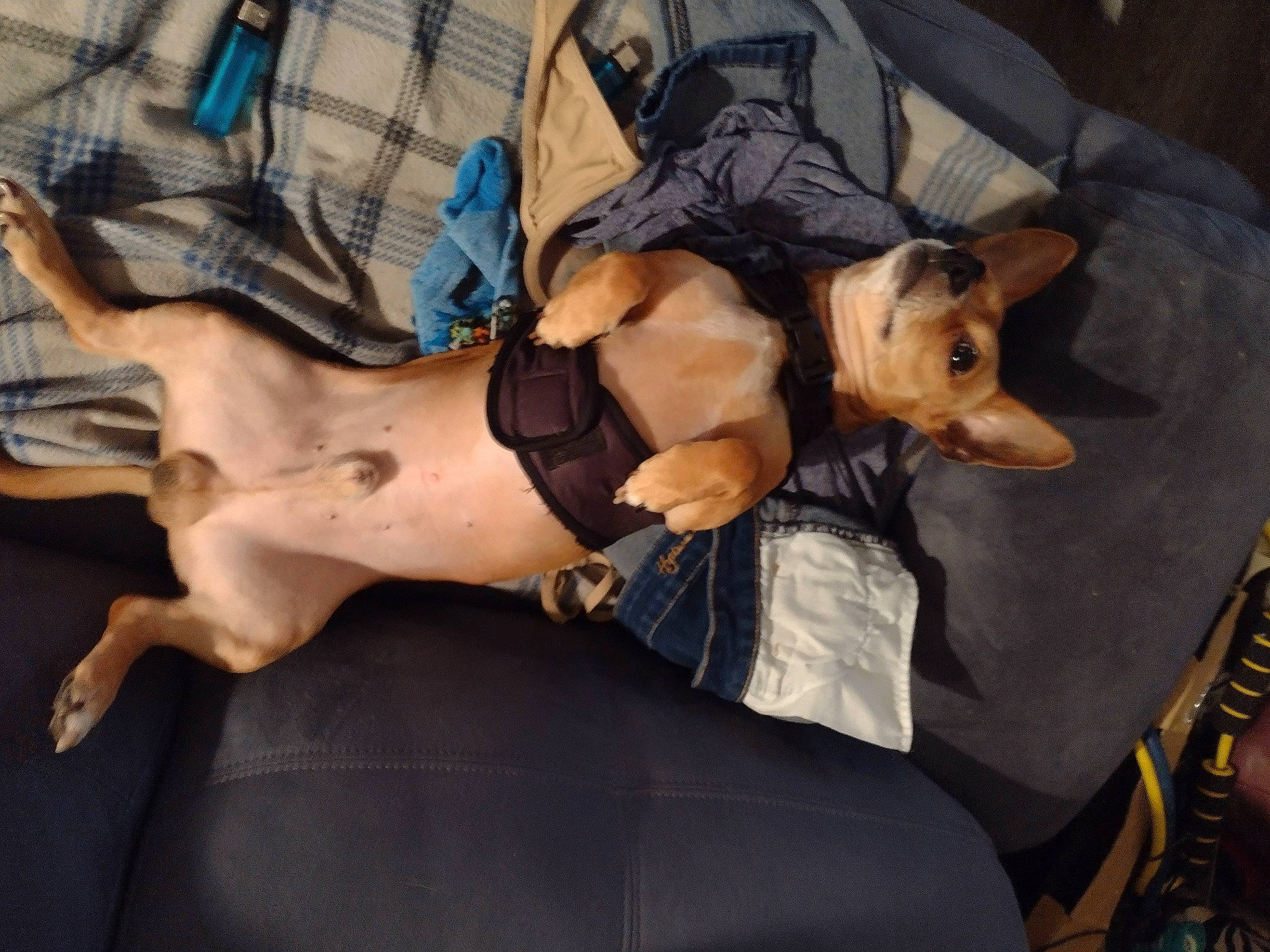 Poncho joined the competition — help win amazing prizes! abdomen, bag, barechested, carnivore, chest, comfort, companion_dog, couch, dog, dog_breed, fawn, fur, human_leg, linens, snout, tartan, thigh, toy_dog, trunk, working_animal
