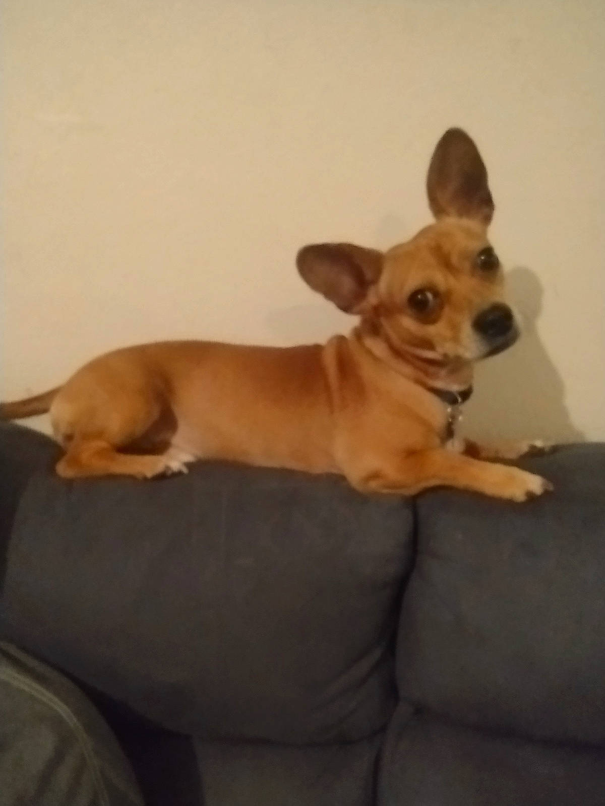 Poncho joined the competition — help win amazing prizes! ancient_dog_breeds, canidae, carnivore, chihuahua, comfort, companion_dog, dog, dog_breed, ear, fawn, paw, snout, sporting_group, tail, terrestrial_animal, terrier, toy_dog, whiskers, wood, working_animal