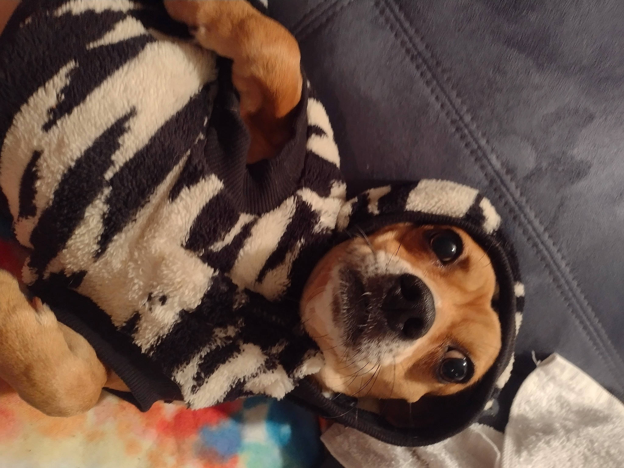 Poncho is registered to the contest to win money with this photo: carnivore, comfort, companion_dog, couch, dog, dog_bed, dog_breed, dog_clothes, dog_supply, ear, fawn, glasses, mammal, snout, sunglasses, textile, toy, toy_dog, vertebrate, whiskers