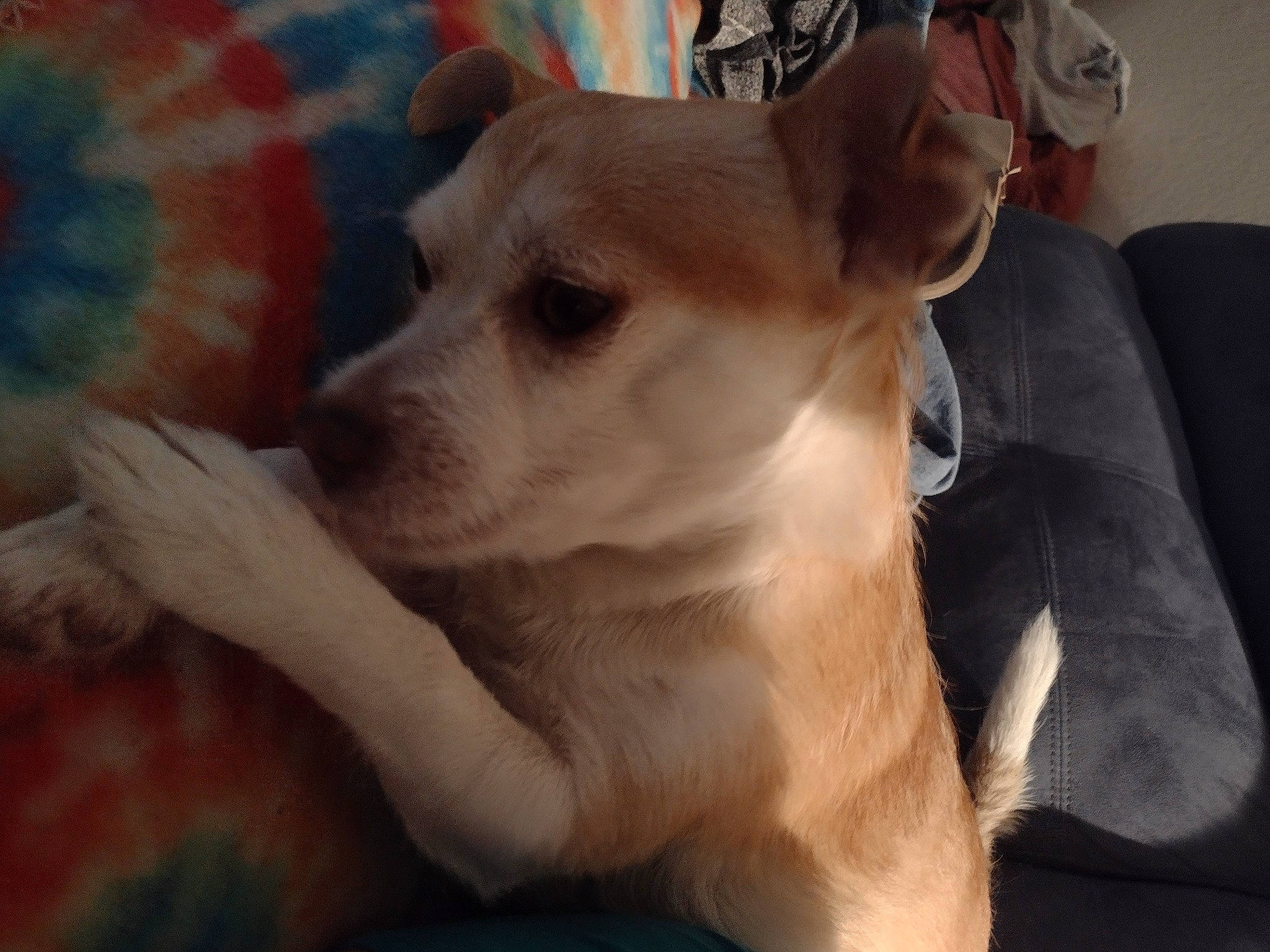 Iris joined the competition — help win amazing prizes! carnivore, collar, comfort, companion_dog, couch, dog, dog_breed, dog_collar, dog_supply, fawn, non_sporting_group, pet_supply, snout, toy_dog, whiskers, working_animal, wrinkle