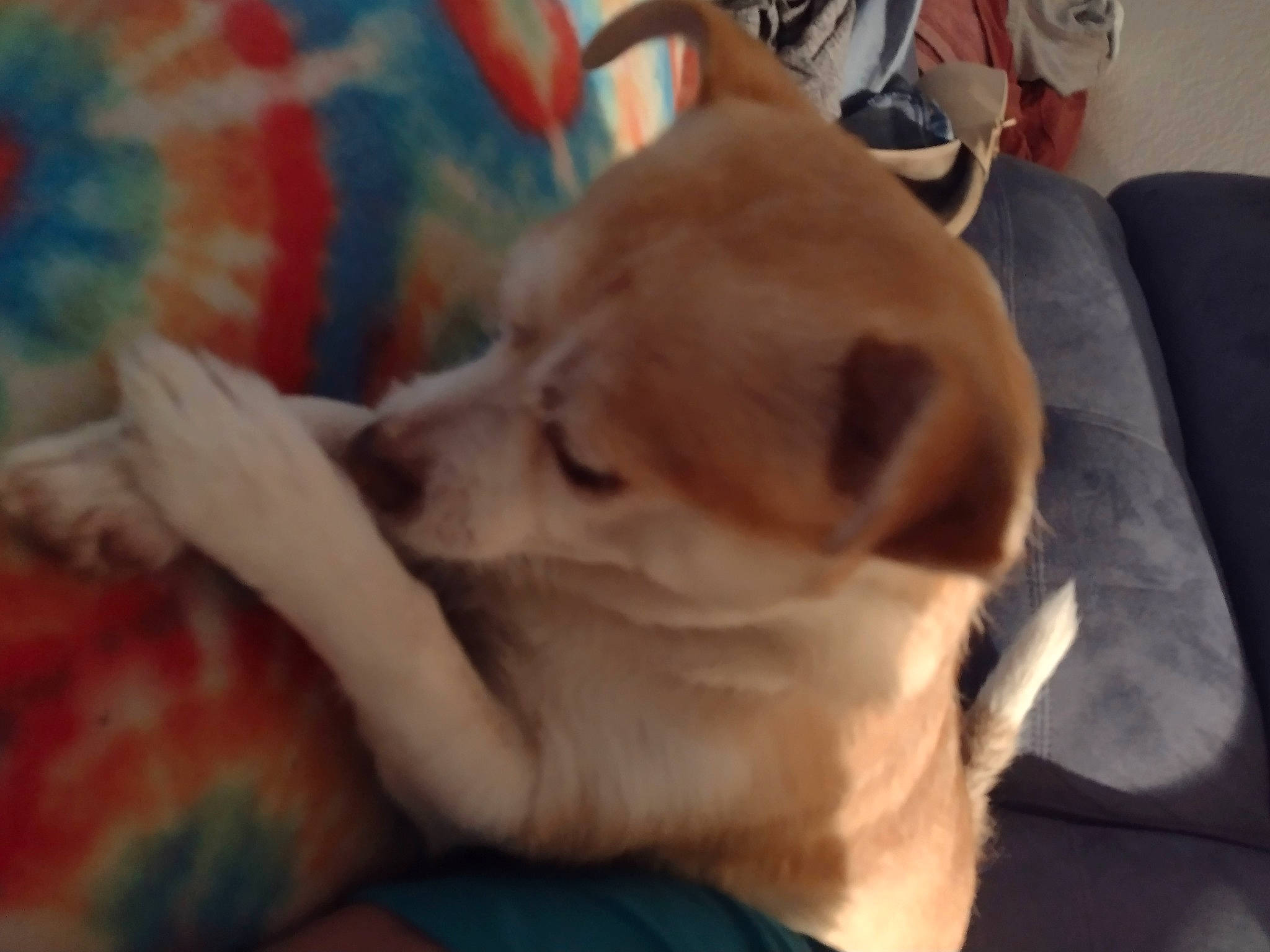 Iris is registered to the contest to win money with this photo: canidae, carnivore, comfort, companion_dog, corgi_chihuahua, couch, dog, dog_breed, fawn, fur, linens, nap, paw, puppy_love, retriever, sporting_group, toy_dog, watch, whiskers, working_animal