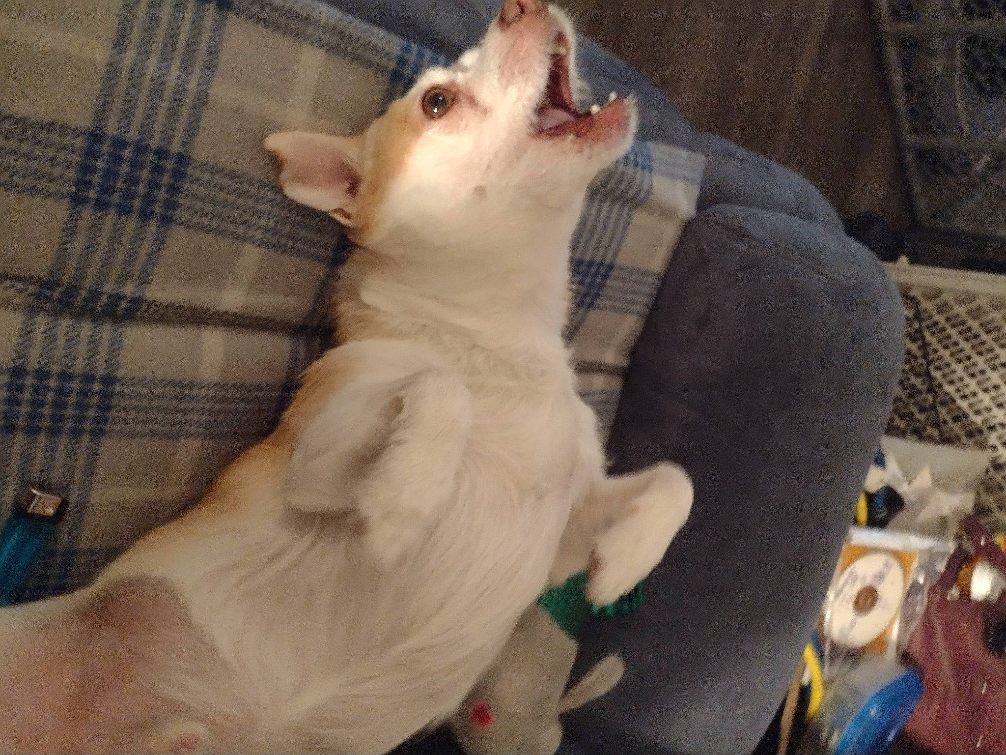 Iris joined the competition — help win amazing prizes! canidae, carnivore, claw, comfort, companion_dog, couch, dog, dog_breed, fawn, felidae, fur, pattern, paw, plaid, small_to_medium_sized_cats, sporting_group, tail, tartan, terrestrial_animal, whiskers