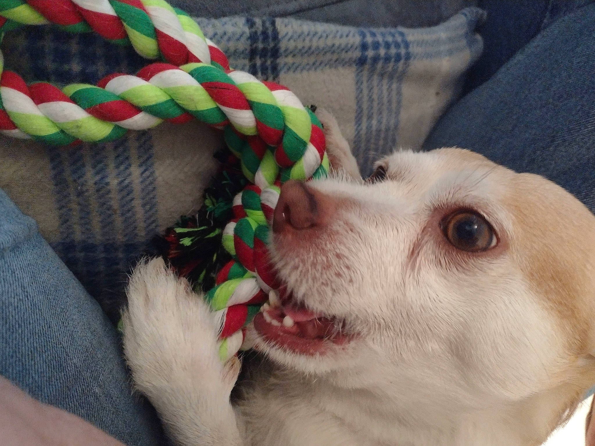 Iris joined the competition — help win amazing prizes! canidae, carnivore, collar, companion_dog, dog, dog_breed, dog_collar, dog_supply, fang, fawn, fur, pattern, paw, plaid, sleeve, snout, sporting_group, tartan, whiskers, working_animal