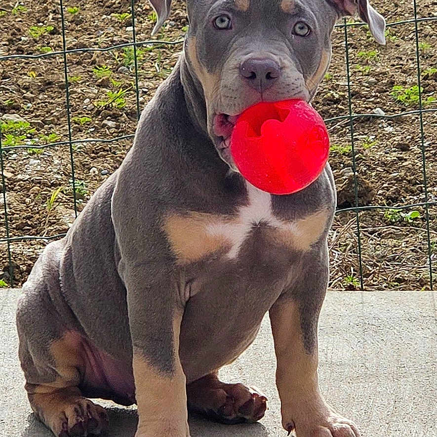 Cajù a rejoint le concours — aidez-le/la à gagner de superbes lots ! animal, ball, canine, concrete, cute, dog, ears, fence, gray, outdoor, paws, pet, pet_accessory, playful, playing, puppy, sitting, snout, tan, young